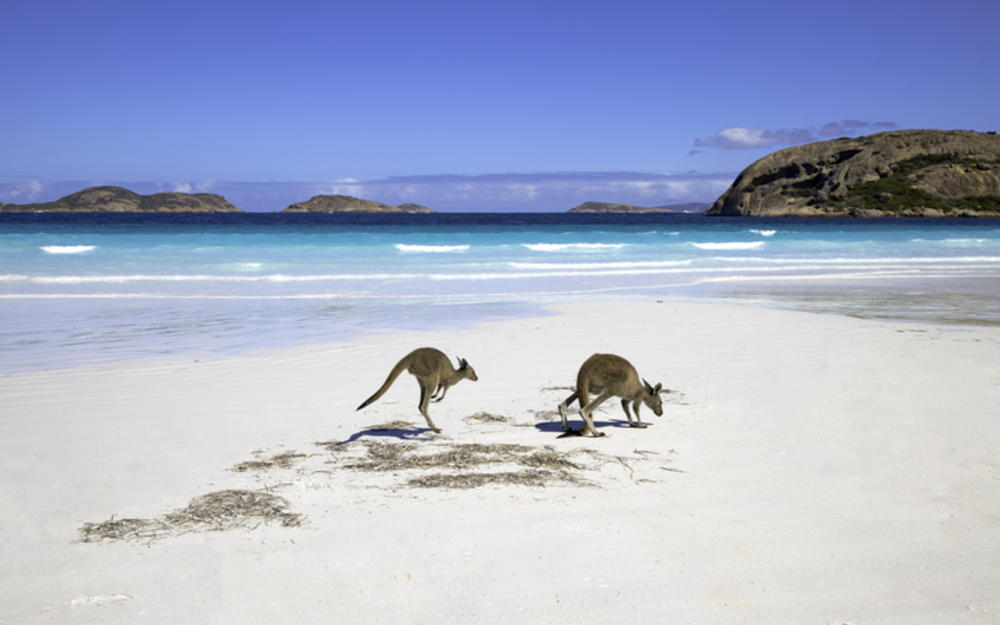 Känguru-Familie am Strand von Lucky Bay, Esperance, Westaustralien 